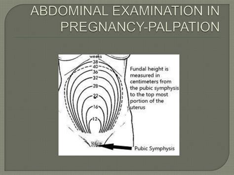 palpation uterus